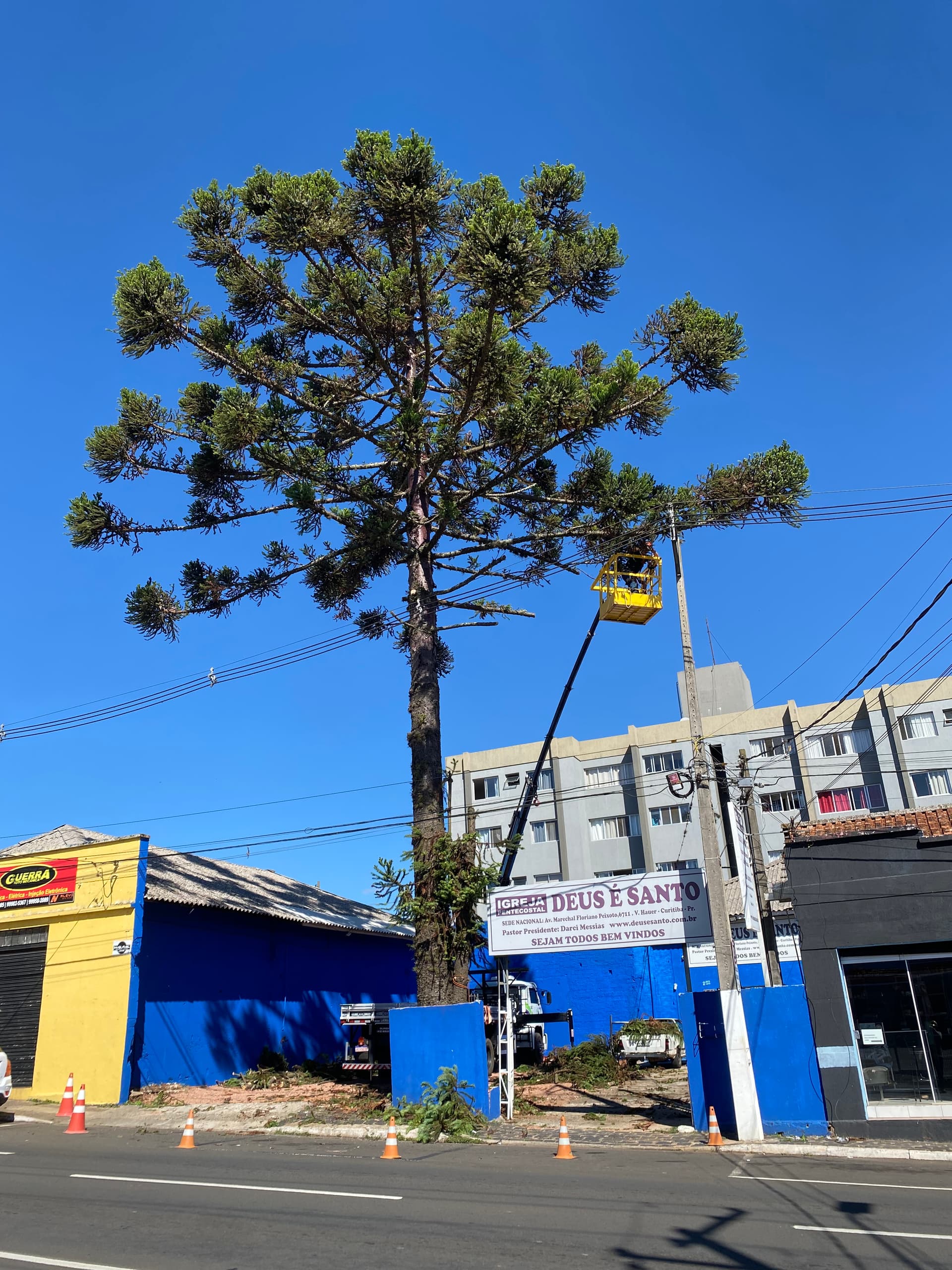 Equipe Arboninjas em ação na poda de araucária