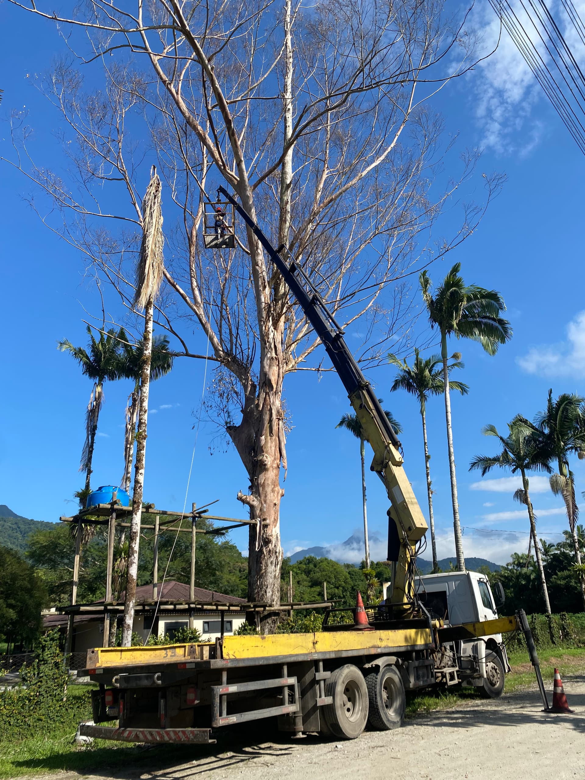 Remoção de árvore com caminhão e guindaste