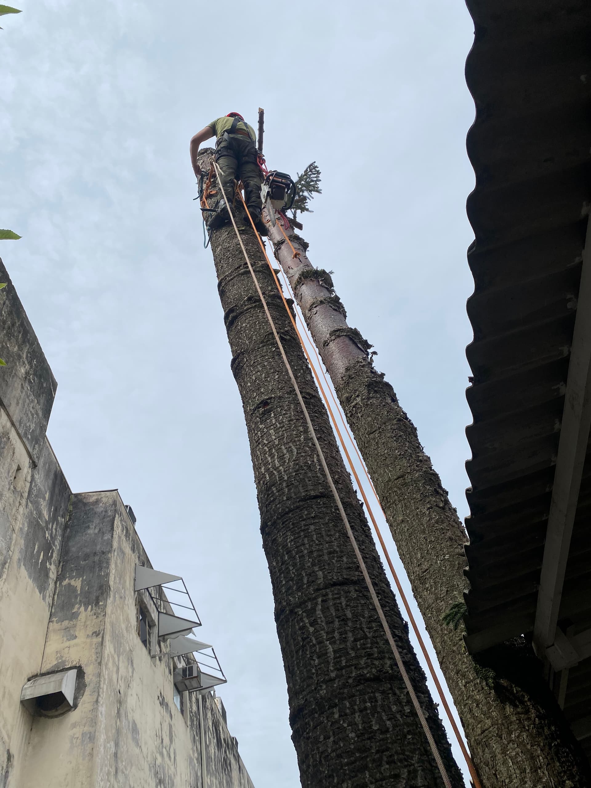 Escalador Arboninjas em manejo de árvore de grande porte